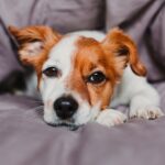 cute small dog lying on bed and feeling bored or tired. Pets indoors at home