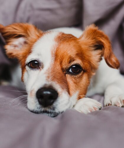 cute small dog lying on bed and feeling bored or tired. Pets indoors at home
