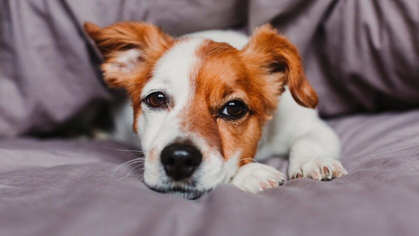 cute small dog lying on bed and feeling bored or tired. Pets indoors at home