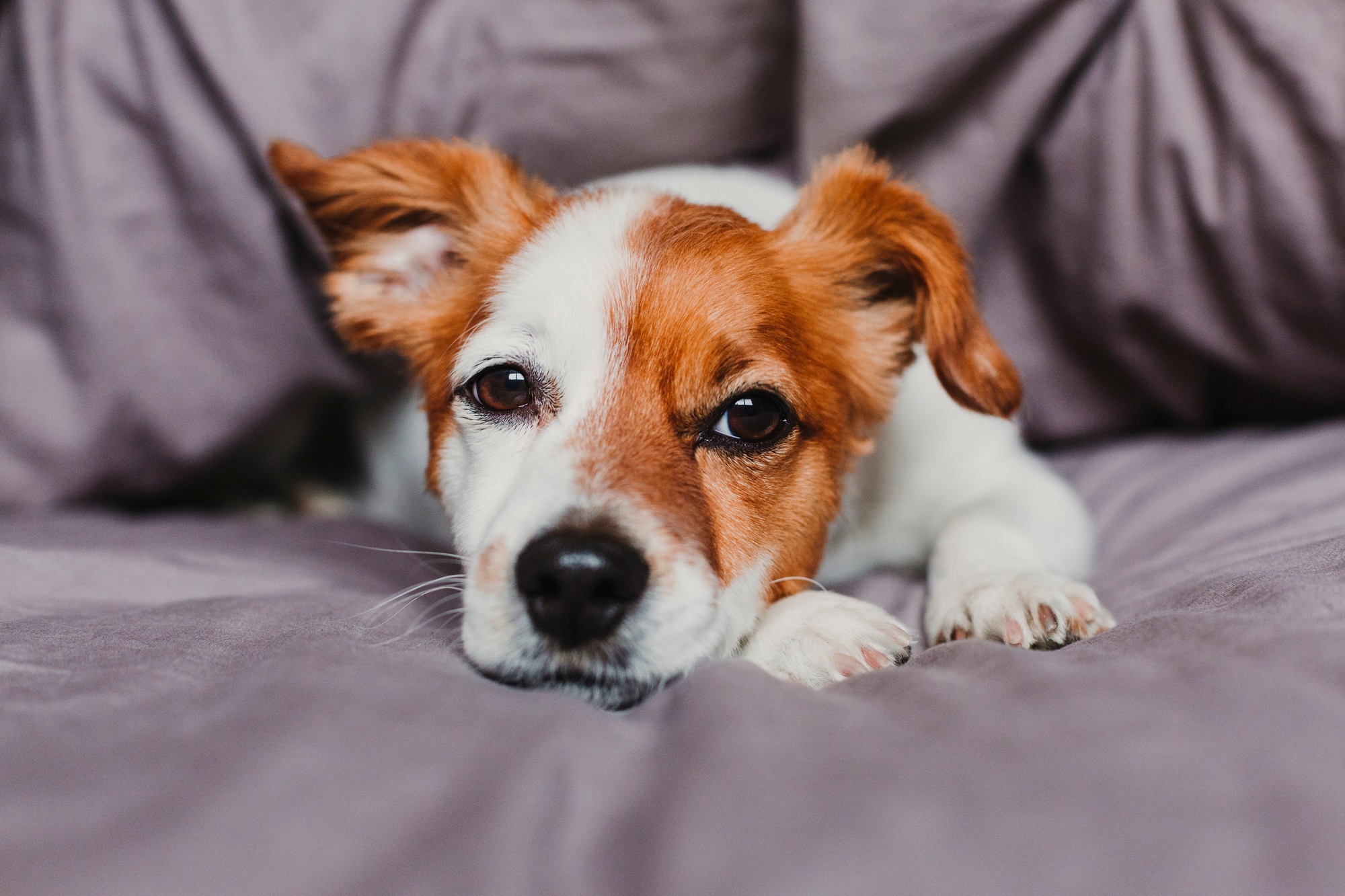 cute small dog lying on bed and feeling bored or tired. Pets indoors at home