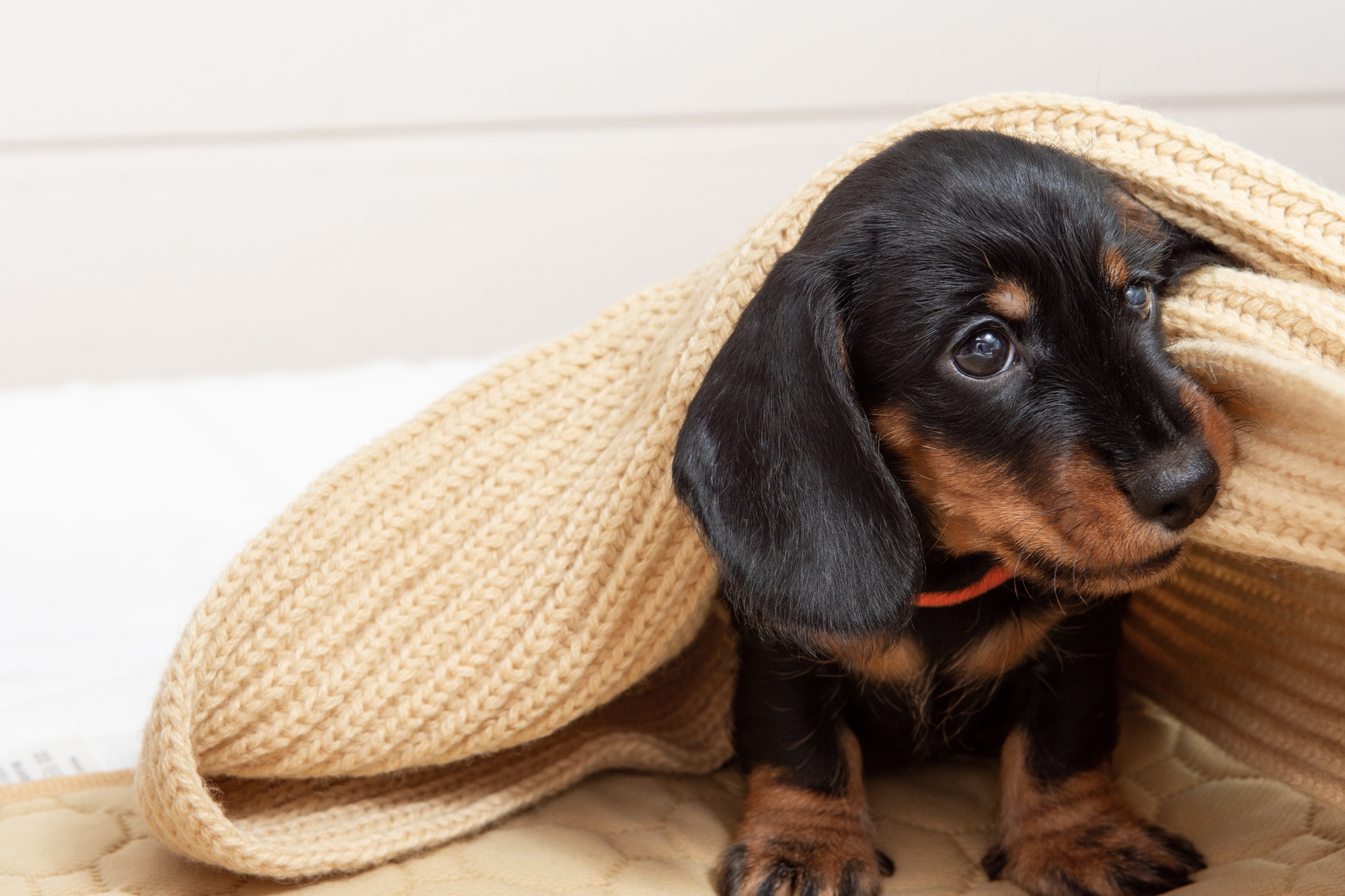 very young puppy of a wire-haired dachshund sleeps on bed under blanket.
