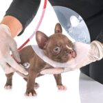 american bully