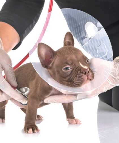 american bully