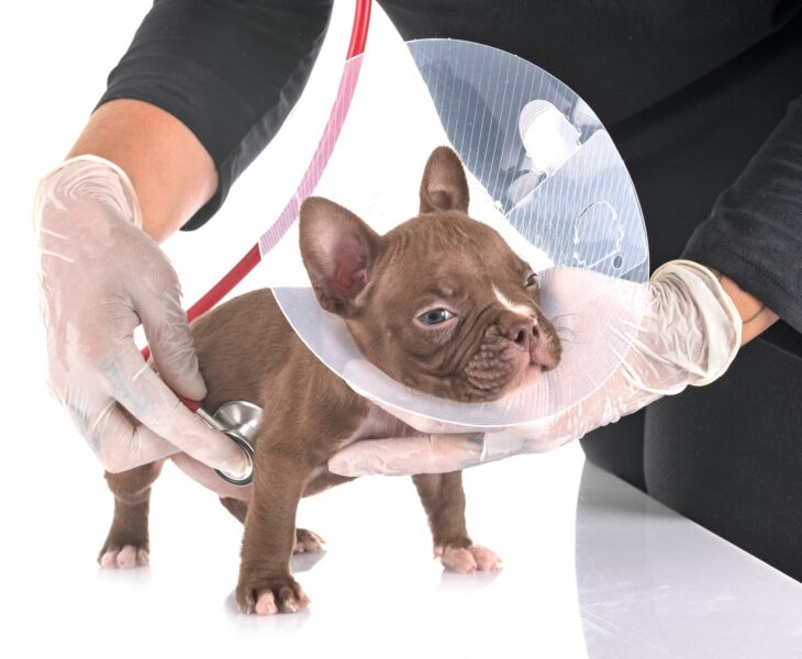 american bully