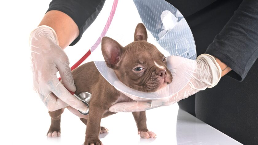 american bully