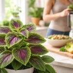 découvrez les nombreux bienfaits du coleus forskohlii, une plante naturelle idéale pour améliorer votre bien-être et adopter un mode de vie plus sain au quotidien.