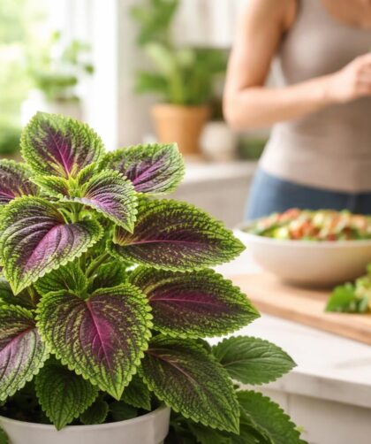 découvrez les nombreux bienfaits du coleus forskohlii, une plante naturelle idéale pour améliorer votre bien-être et adopter un mode de vie plus sain au quotidien.