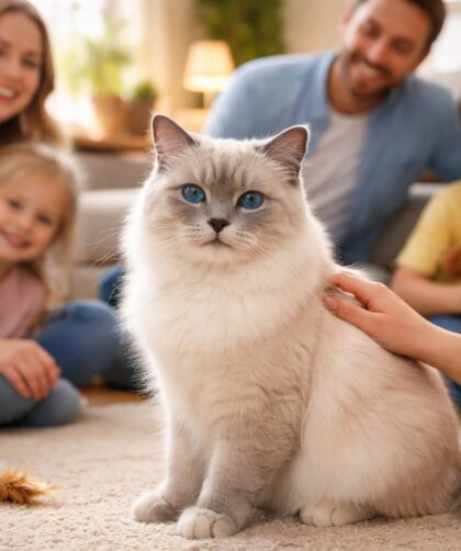 découvrez le sacré de birmanie blue point, un chat élégant et affectueux, parfait pour les familles recherchant un compagnon doux et joueur.