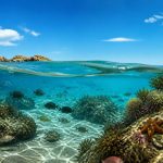 découvrez l'aquarium de montalivet, un écosystème marin unique où faune et flore s'épanouissent. une visite incontournable pour petits et grands passionnés de nature.