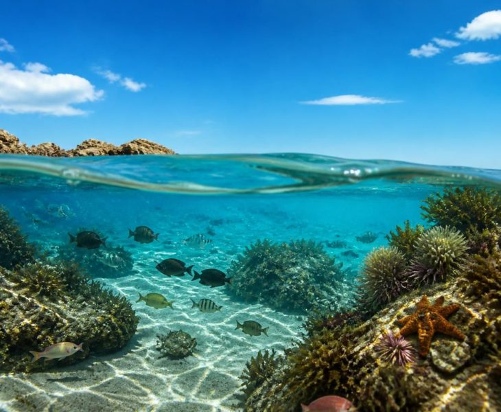 découvrez l'aquarium de montalivet, un écosystème marin unique où faune et flore s'épanouissent. une visite incontournable pour petits et grands passionnés de nature.